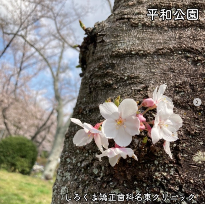 季節の話題（桜）